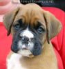 Tanyati X Litter
