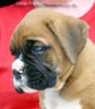 Tanyati X Litter