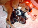 Tanyati Y Litter