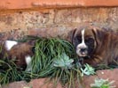 Tanyati Y Litter