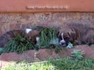 Tanyati Y Litter