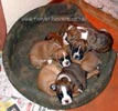 Tanyati Y Litter