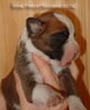 Tanyati Z Litter
