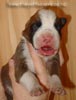 Tanyati Z Litter