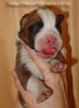 Tanyati Z Litter