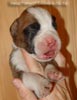 Tanyati Z Litter