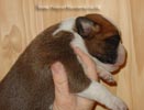 Tanyati Z Litter