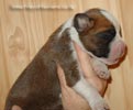 Tanyati Z Litter