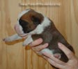Tanyati Z Litter