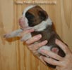 Tanyati Z Litter