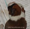 Tanyati Z Litter