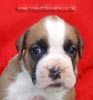 Tanyati Z Litter