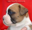 Tanyati Z Litter