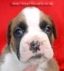 Tanyati Z Litter