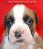 Tanyati Z Litter