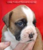 Tanyati Z Litter
