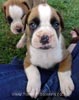 Tanyati Z Litter