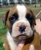 Tanyati Z Litter