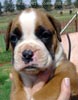 Tanyati Z Litter