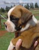 Tanyati Z Litter