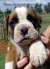 Tanyati Z Litter