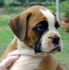 Tanyati Z Litter