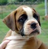 Tanyati Z Litter