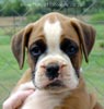 Tanyati Z Litter