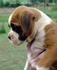 Tanyati Z Litter