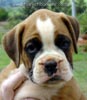 Tanyati Z Litter