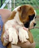 Tanyati Z Litter