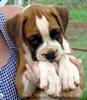 Tanyati Z Litter
