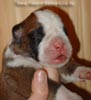 Tanyati Z Litter