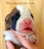 Tanyati Z Litter