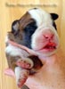 Tanyati Z Litter
