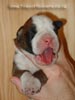 Tanyati Z Litter