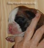 Tanyati Z Litter