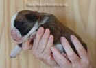 Tanyati Z Litter