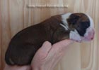 Tanyati Z Litter
