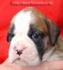 Tanyati Z Litter