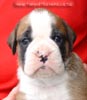 Tanyati Z Litter