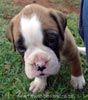Tanyati Z Litter