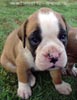 Tanyati Z Litter
