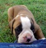Tanyati Z Litter