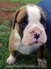 Tanyati Z Litter