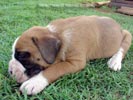 Tanyati Z Litter