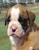 Tanyati Z Litter