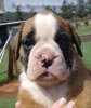 Tanyati Z Litter