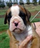 Tanyati Z Litter