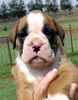 Tanyati Z Litter